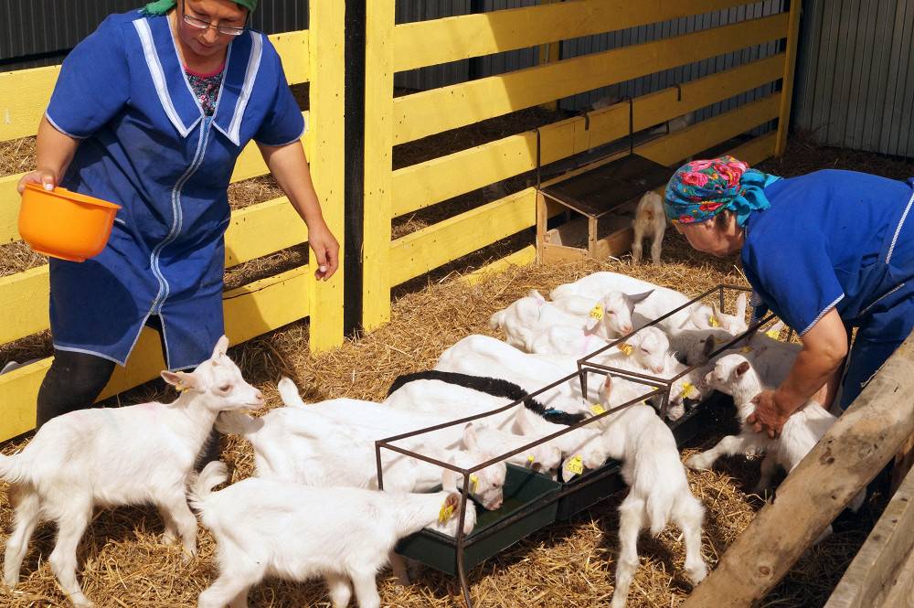 Сколько сена нужно козе на зиму: советы начинающему фермеру-козоводу