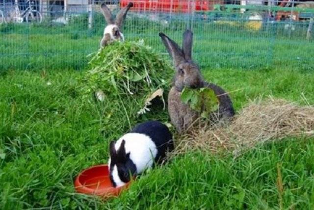 Какие травы можно давать кроликам, а какие нельзя?