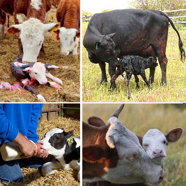 Кормление сухостойных коров: как составить рацион правильно ао "витасоль"