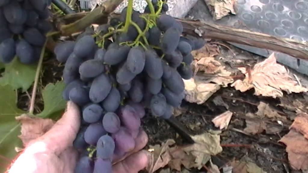 Виноград кодрянка - описание сорта, как ухаживать за кодрянкой