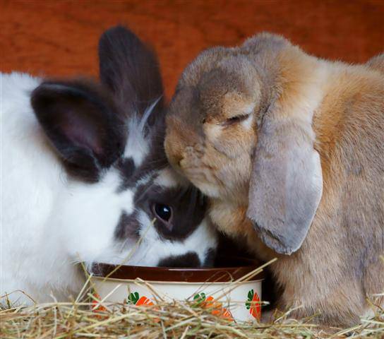Всё, что нужно знать о продолжительности жизни кроликов