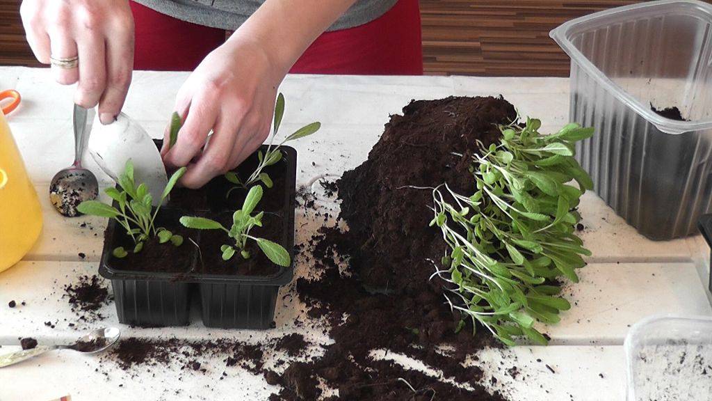 Можно ли выращивать петунию без пикировки 2021