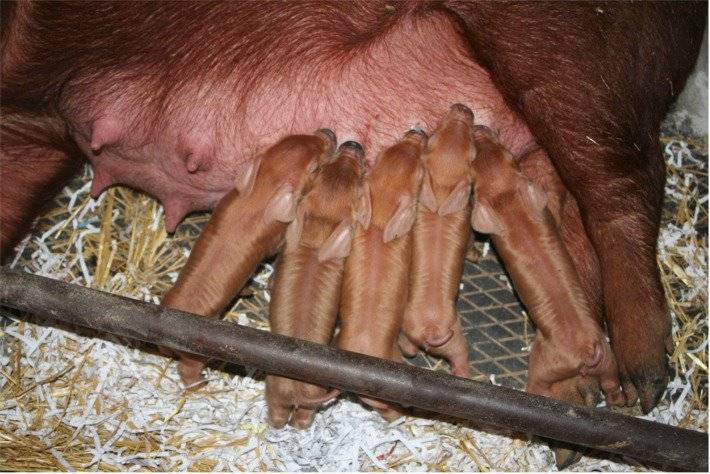 Дюрок – мясная порода краснощетинных свиней