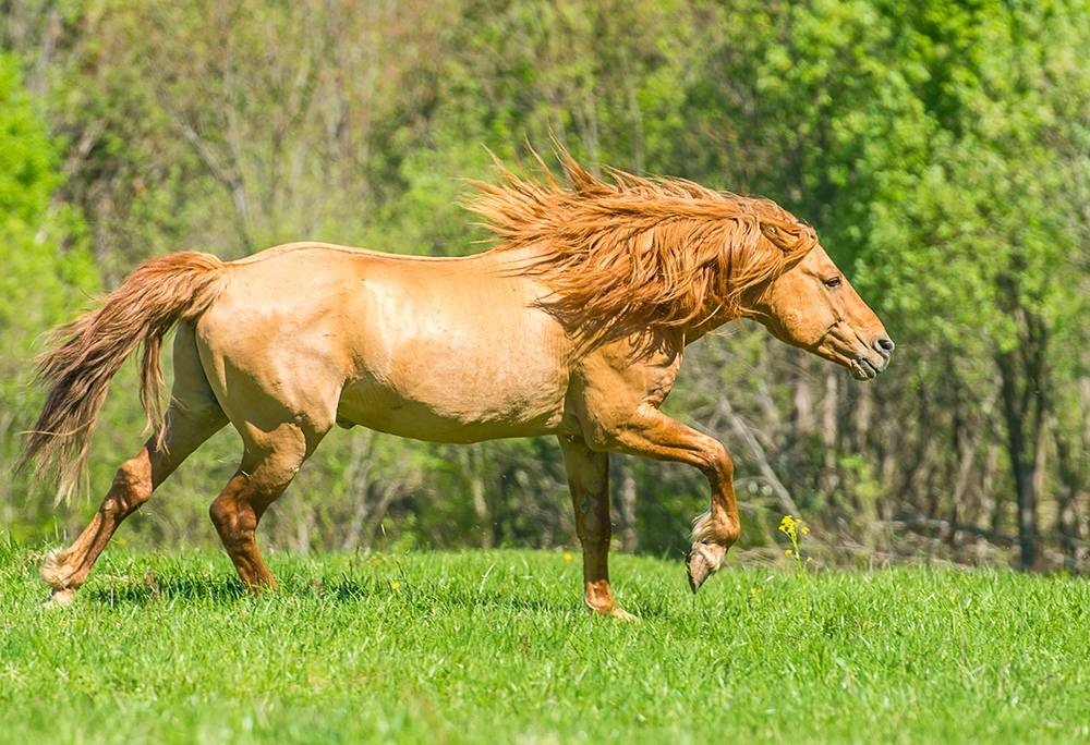 Башкирская лошадь: особенности и перспективы разведения