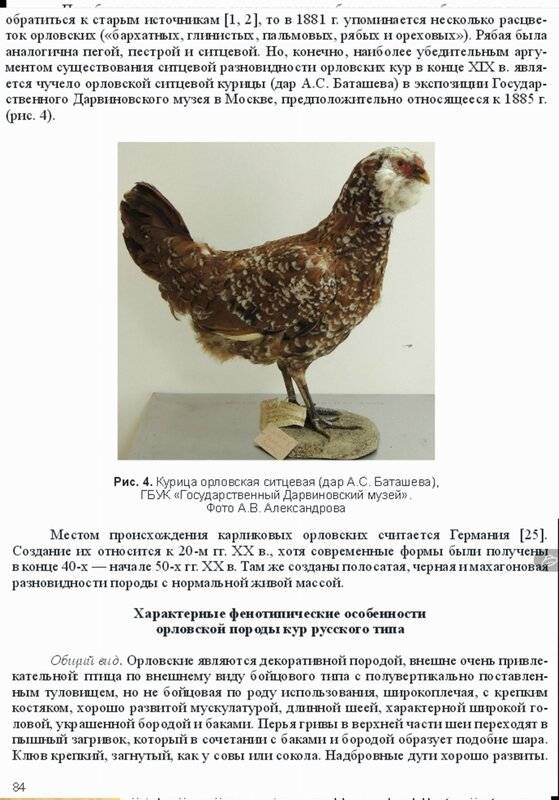 Пушкинская порода кур – описание и основные характеристики
