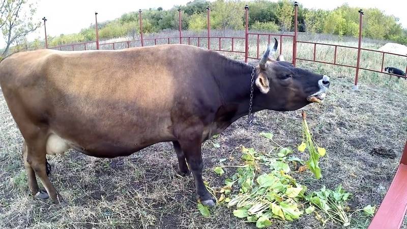 Кормление крс | содержание и кормление сухостойных коров
