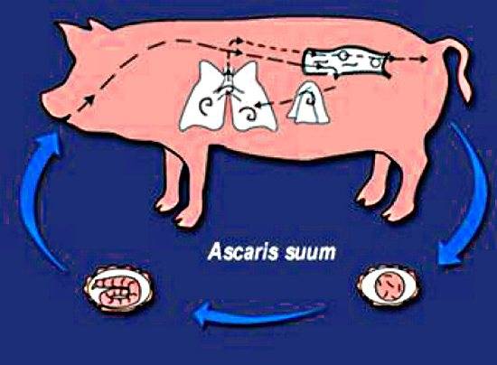 Заболевания свиней: грипп, пневмония, воспаление дыхательных путей – всё о мини пигах