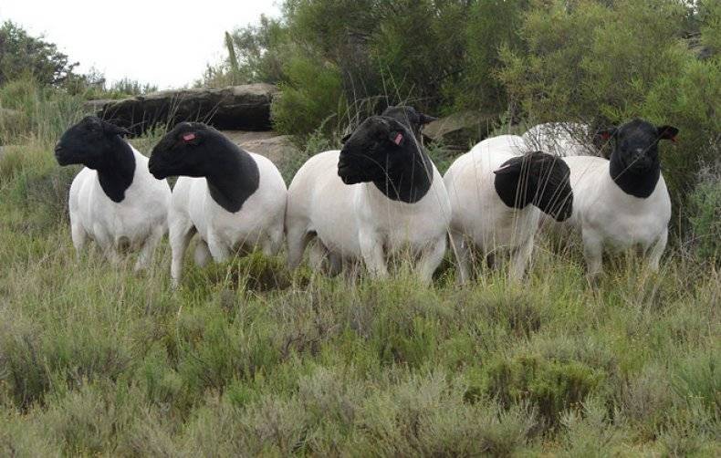 Порода овец дорпер — описание и продуктивные качества