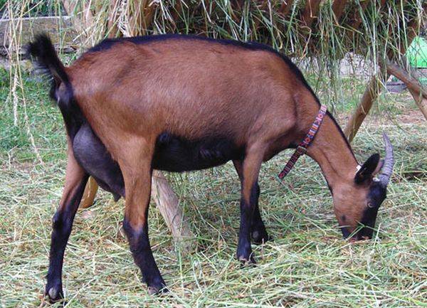 Чешские козы - особенности содержания, характеристики продуктивности