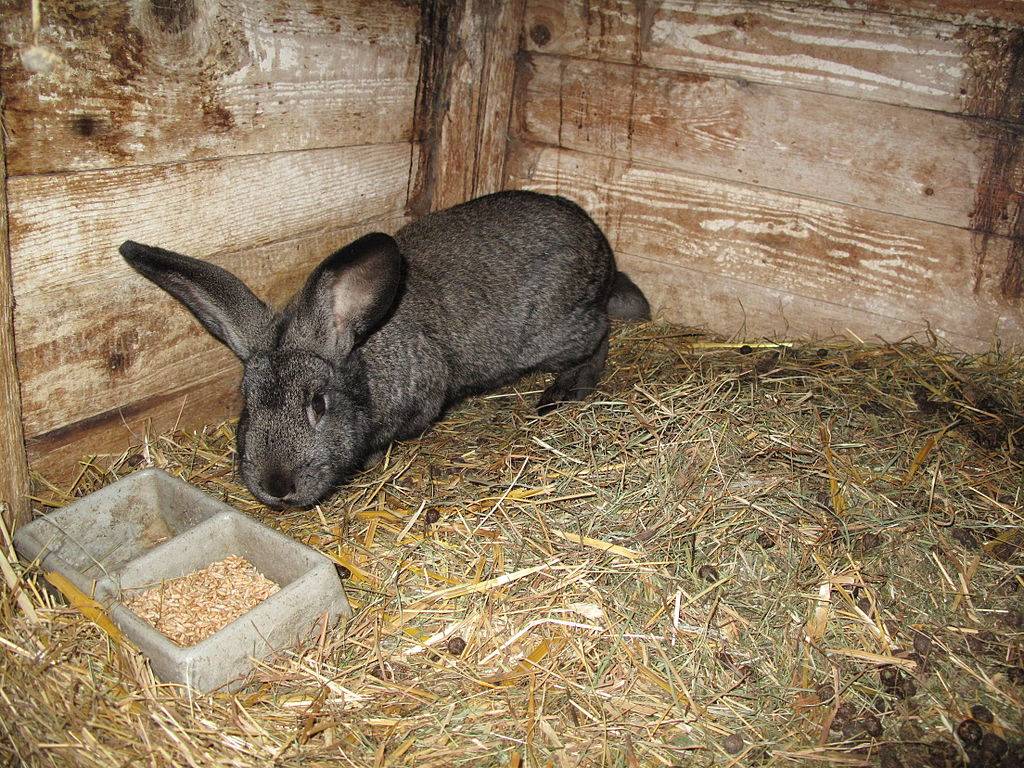 Можно ли кроликам пшено. чем нельзя кормить кроликов