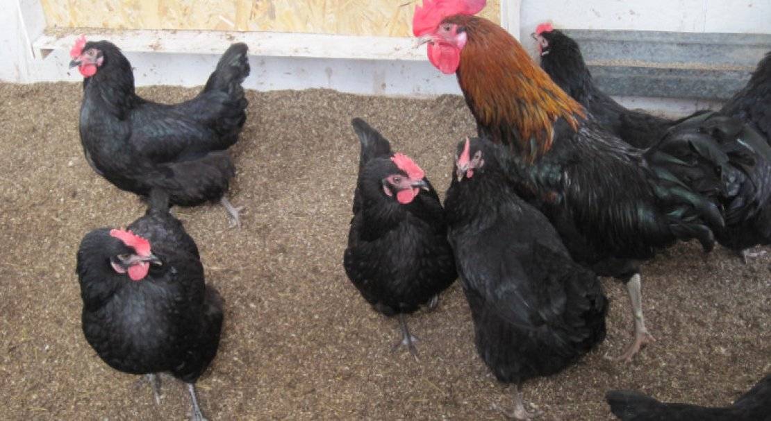 Московская черная порода кур: советы по содержанию