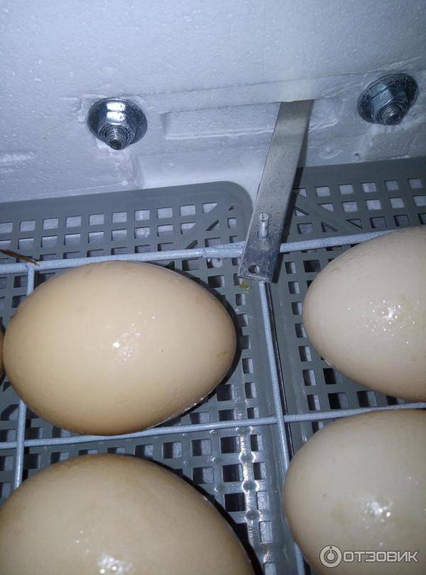 Как правильно выбрать яйца для закладывания в инкубатор? пошаговая инструкция закладки яиц и способы ухода за ними в процессе инкубации