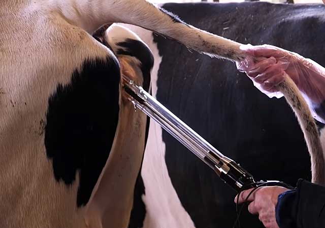 Преимущества и методы искусственного осеменения коров