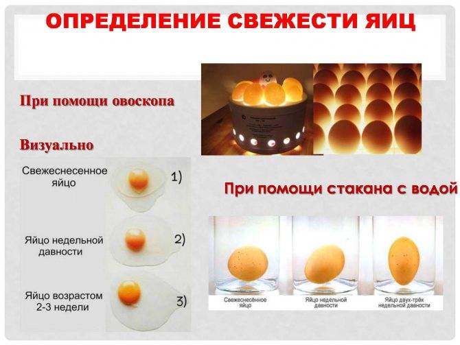 Как определить оплодотворенное яйцо у кур или нет? способы проверки с помощью овоскопа и без него