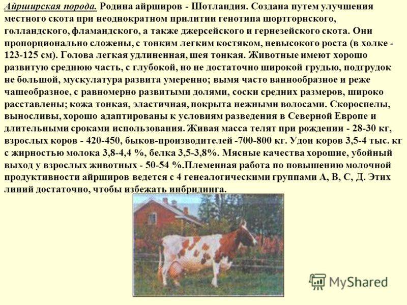 Характерные особенности разведения костромской породы коров