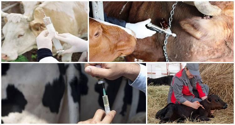 Лечение копытной гнили у коров, крс, овец, коз, лошадей, свиней, поросят и других копытных животных