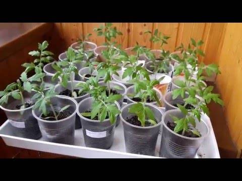 Как приостановить рост рассады помидоров - на время, при помощи пикировки, изменения температуры, препаратов