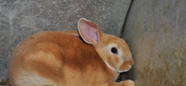 Кролик рекс: описание породы, правила содержания, уход за бархатистой шубой и отзывы