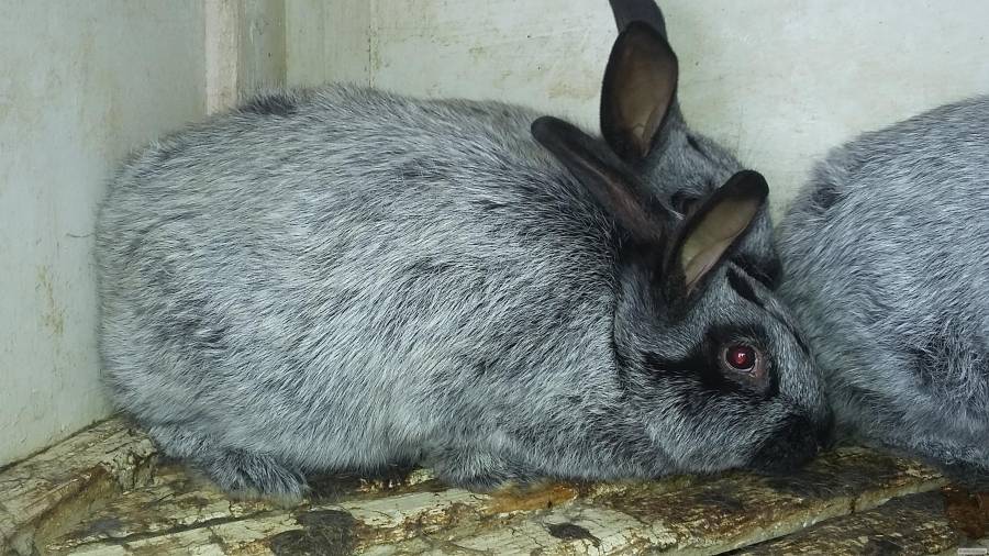 Кролики полтавское серебро: внешний вид и высокие продуктивные качества
