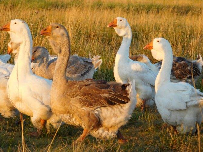 Холмогорские гуси: тяжелые мясосальные породы гусей