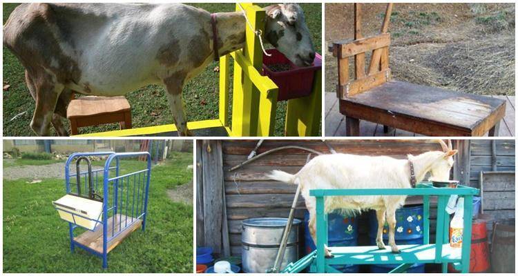 Станок для дойки коз: виды и размеры, чертежи и как сделать своими руками