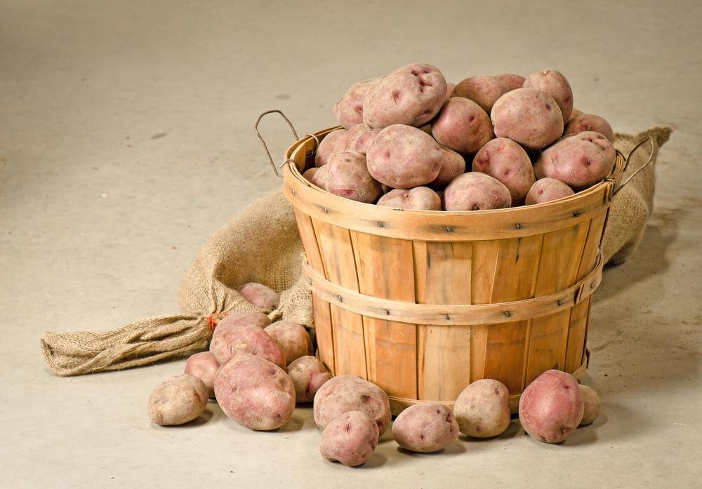 Как сохранить урожай картофеля?