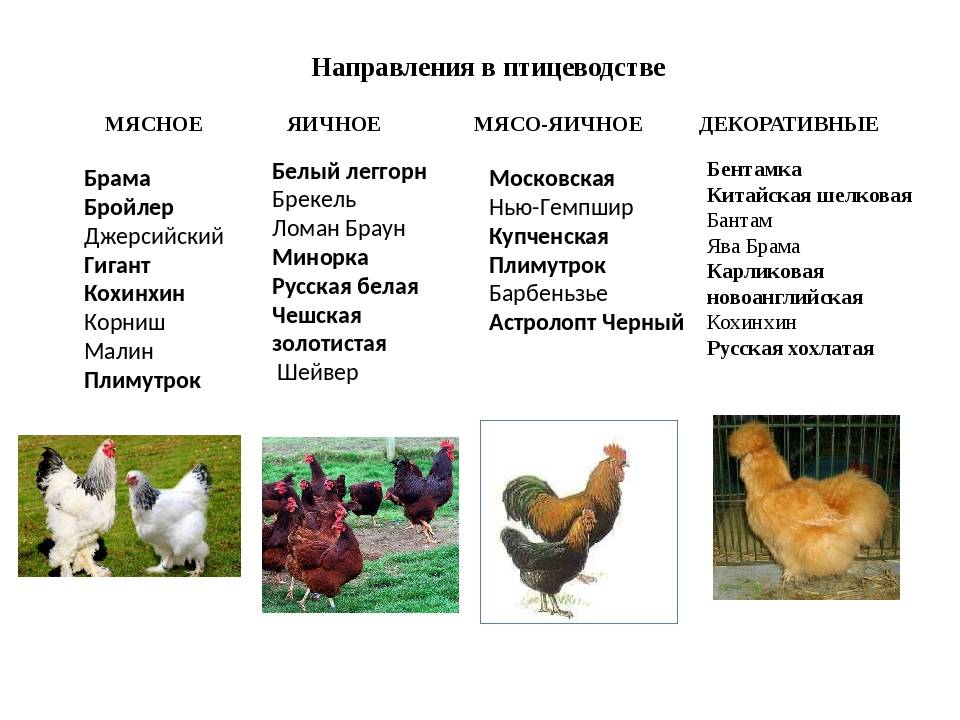 Лучшие куры-несушки яичных пород - фермеры россии