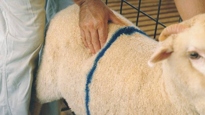 Окот овцы: подготовка к родам, их проведение и послеродовой период