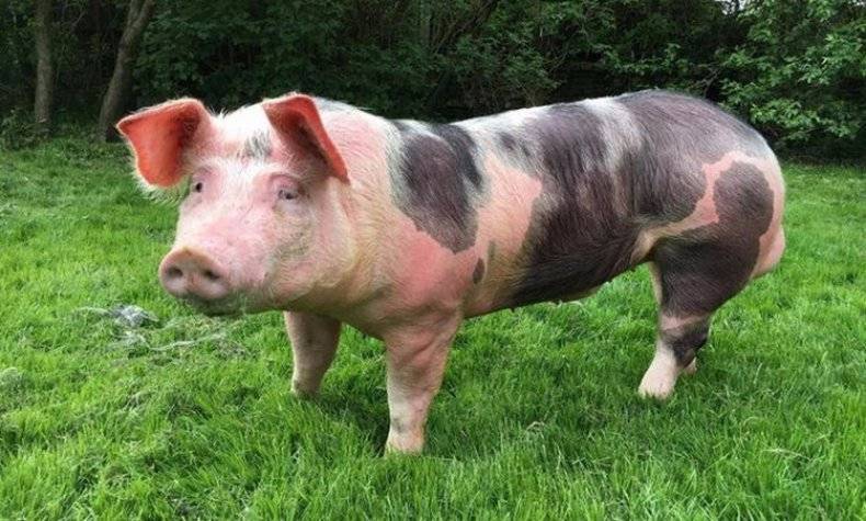 Порода свиней пьетрен: фото, характеристика, отзывы