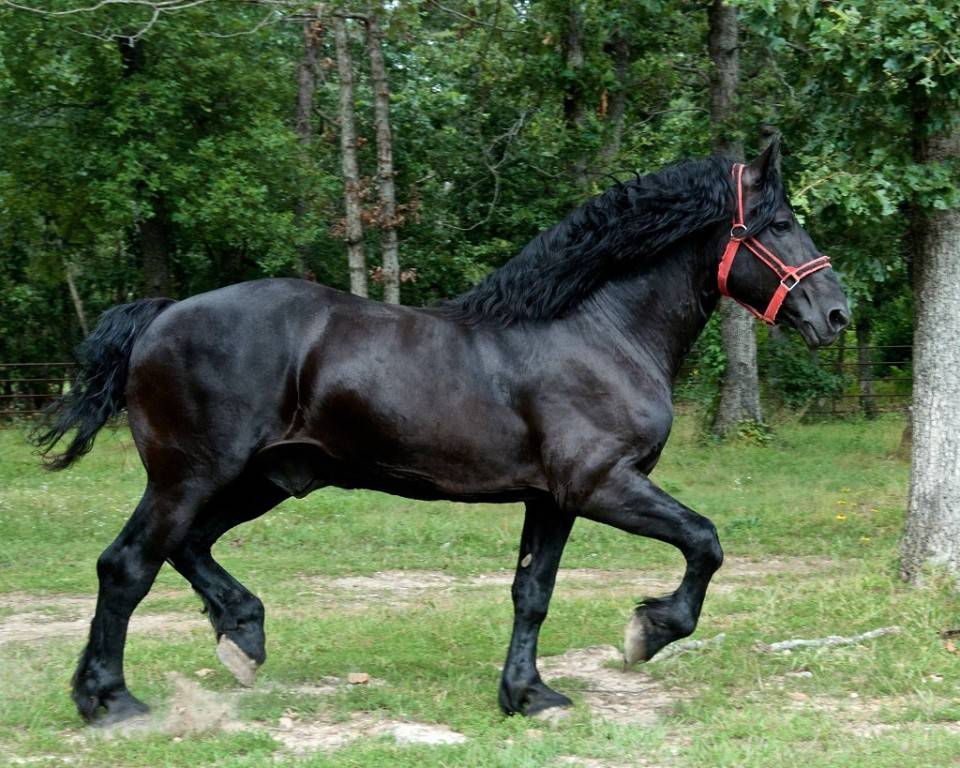 История происхождения лошадей першерон; развитие породы в россии