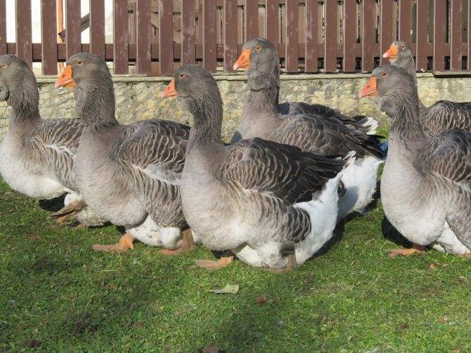 Тулузские гуси: описание породы, нормы содержания | птичник club