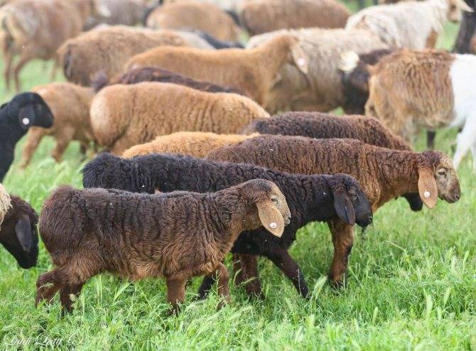 Неприхотливые курдючные овцы