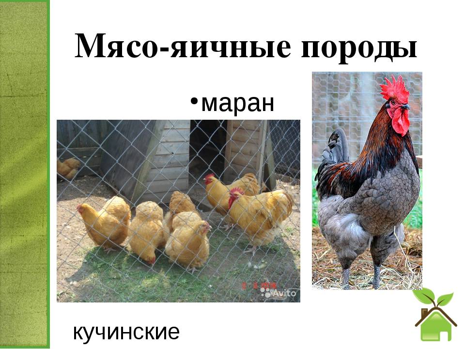 Лучшие мясо-яичные породы кур. - фермеры россии