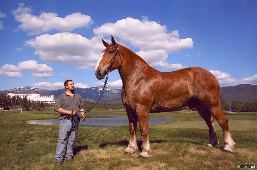 Большие лошади: самые крупные породы в мире, лошади-рекордсмены