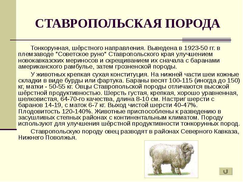 Тонкорунные породы овец - описание, фото, видео | россельхоз.рф