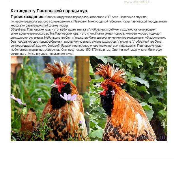 Описание хохлатой породы куриц