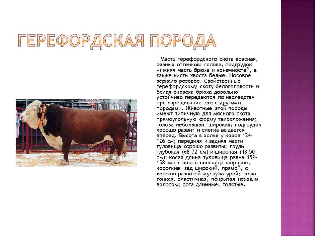 Герефордская порода коров: описание и характеристика