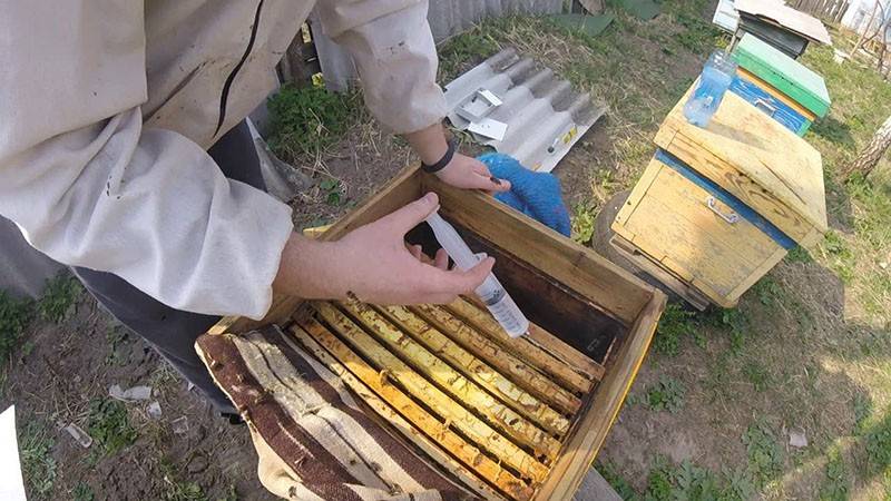 Памятка для пчеловодов - гбу ко «калужская городская станция по борьбе с болезнями животных»