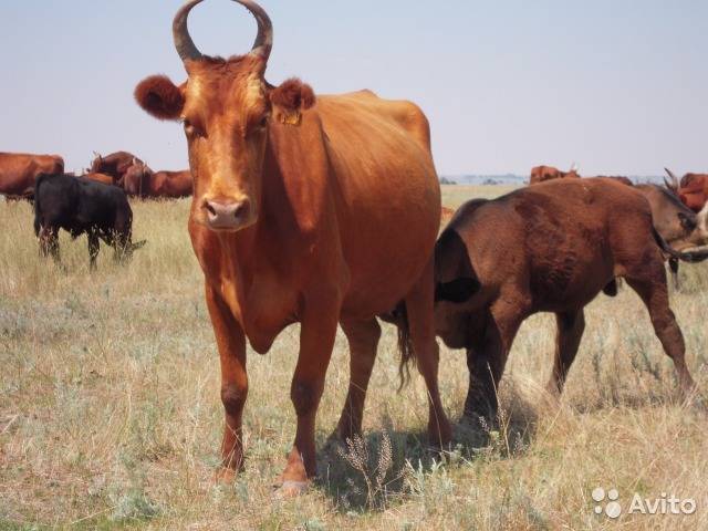 Калмыцкие бычки: описание породы, разведение, фото