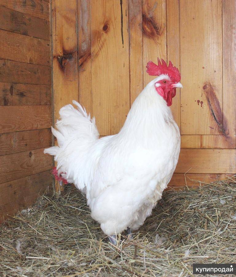 Бресс-галльская порода кур, курица bresse (описание с фото и видео)