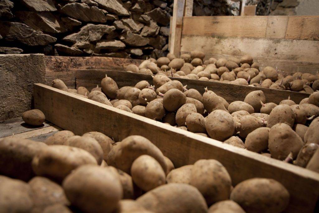 Как сохранить картошку без погреба в частном доме: в подполе на даче, где можно хранить урожай после выкопки, как правильно держать картофель зимой