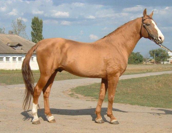 Донская порода лошадей: история, описание, фото и видео, характеристика, характер