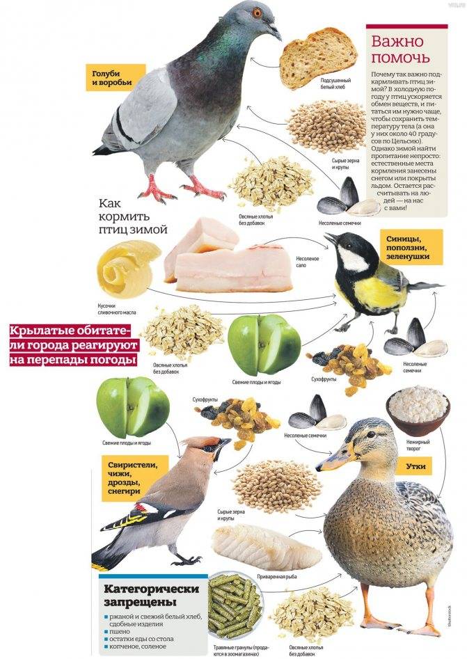Чем лучше кормить голубей