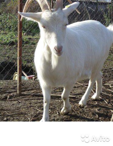 Зааненские козы: лучшая молочная порода и правила ее содержания (105 фото)