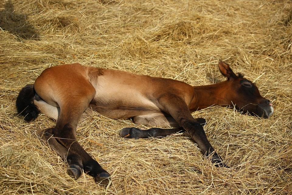 Как спят кони