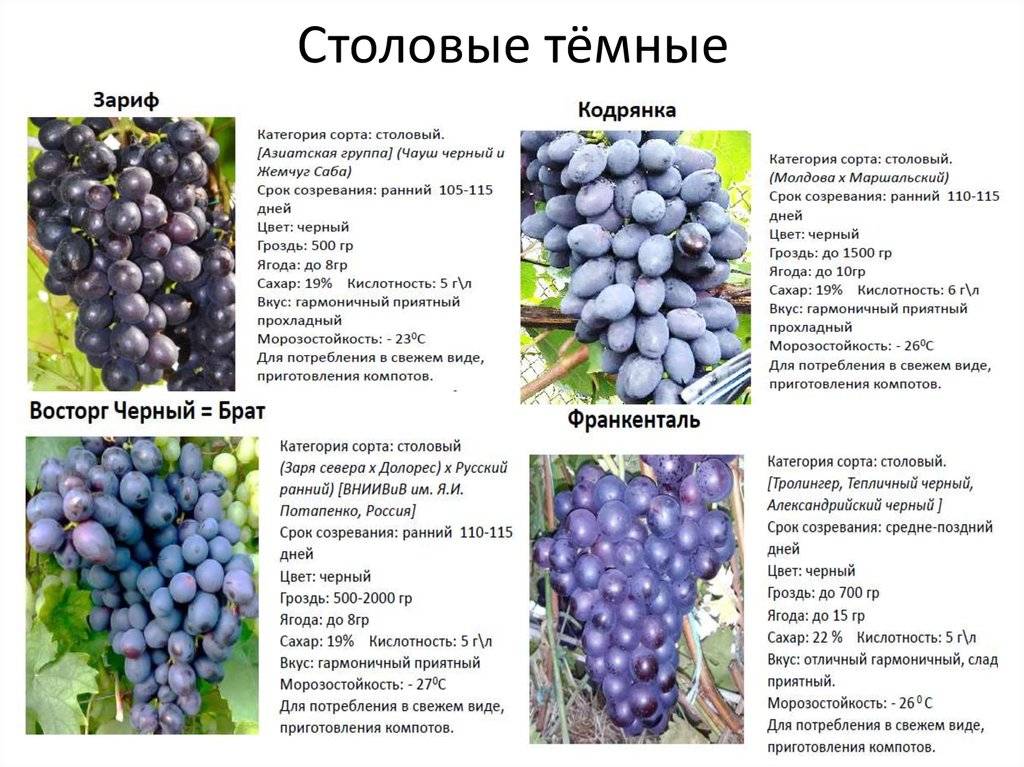 Сорт винограда кодрянка – правильная посадка и уход + видео