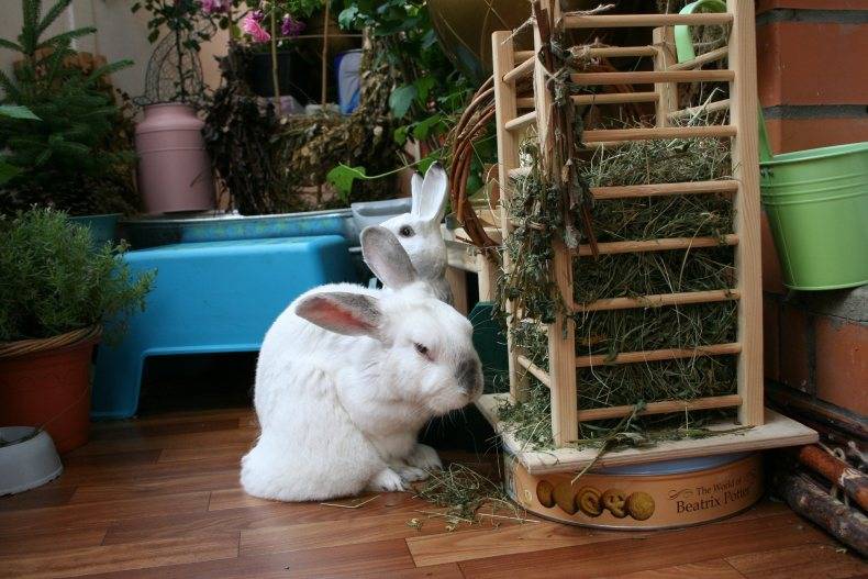 Декоративные кролики, уход и кормление как залог здоровья