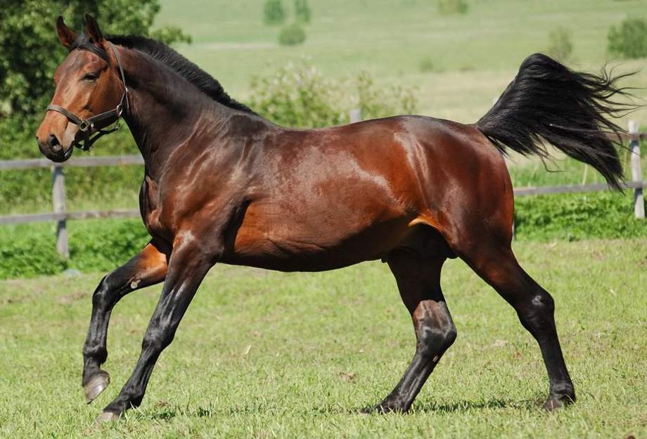 Ганноверская лошадь: фото, описание, масти, применение