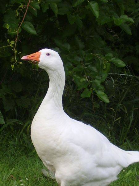 Ландская порода гусей: описание с фото, характеристики