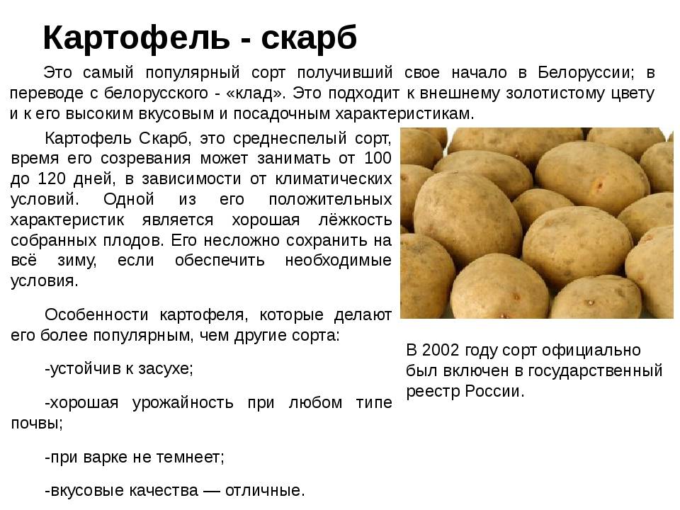 Описание сортов картофеля: гала, удача, импала, тулеевский, беллароза – проовощи.ру